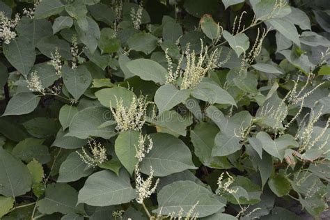 Flowers of Asian Knotweed, Fallopia Japonica.shoots of Japanese ...