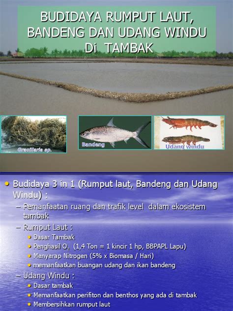 PDF Budidaya Polycultur Rumput Laut Bandeng Dan Udang Windu Di