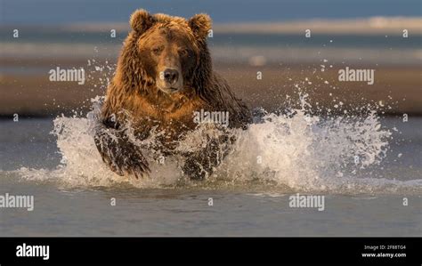 Coastal Brown Bear Katmai National Park Alaska Usa Stock Photo Alamy