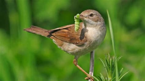 Descubre con Nosotros Qué Comen Los Pájaros Guía Experta