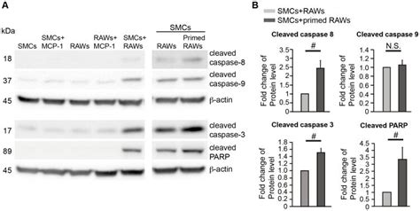 A Representative Immunoblots Of Cleaved Caspase 8 9 3 And Parp