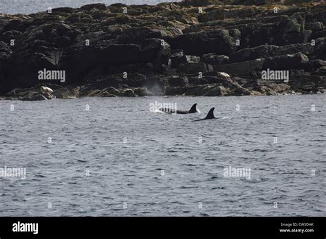 Killer Whales Orcinus Orca Off Mousa Rspb Reserve Shetland Islands