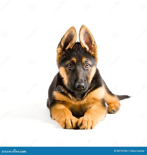 Cute Puppy Dog German Shepherd Lying Down Stock Photo Image Of Guard