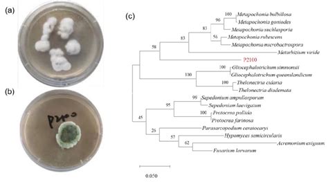 Species Identification Of The Marine Derived Fungal Strain P2100 A