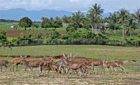 Deer Farm Camarines Sur