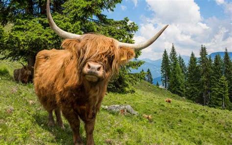 10 Scottish Cattle Breeds with Pictures | Farming Base