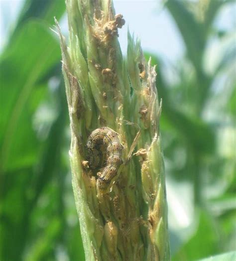 Corn Earworm Developing Resistance To Bt Toxins In Sweet Corn — Plant And Pest Advisory