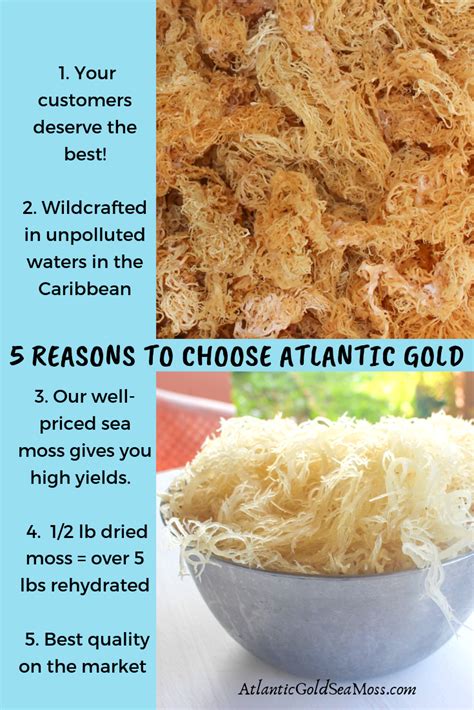 Atlantic Gold Sea Moss Premium Organic St Lucia Irish Sea Moss Artofit