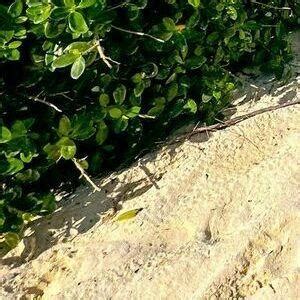 Jojo Siwa Anyuser Itsjojosiwa Jojocutie Nude OnlyFans Leaks