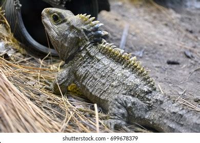 3 Brothers island tuatara Images, Stock Photos & Vectors | Shutterstock