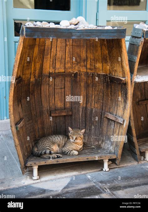 Cat sleeping in a open barrel Stock Photo - Alamy