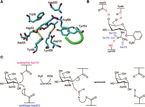 A Active Site Amino Acids Identified For Agla Enzyme With Bound