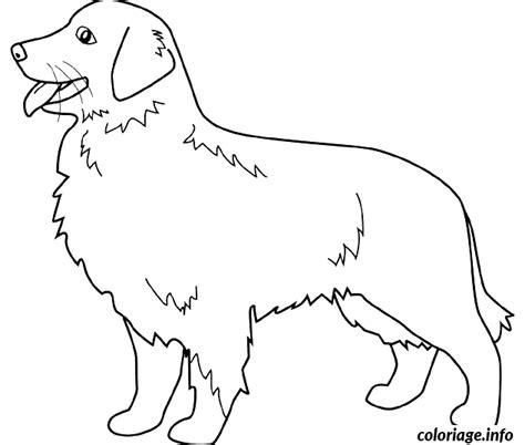 Coloriage Dessin Chien Golden Retriever