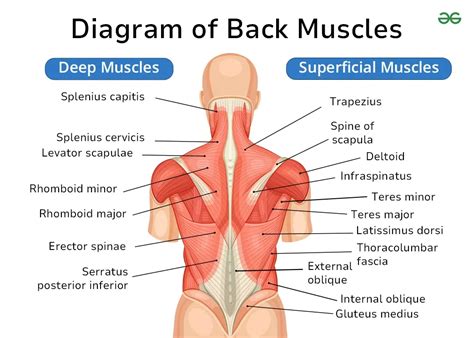 Labeled Diagram Of Back Muscles GeeksforGeeks