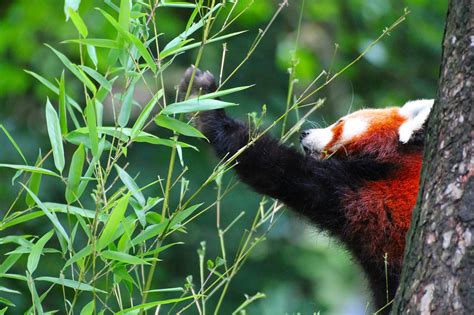 Red Panda Zoo Wildlife - Free photo on Pixabay - Pixabay