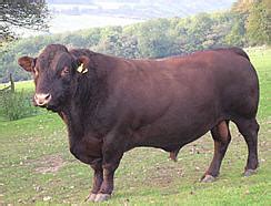 Sussex | The Cattle Site