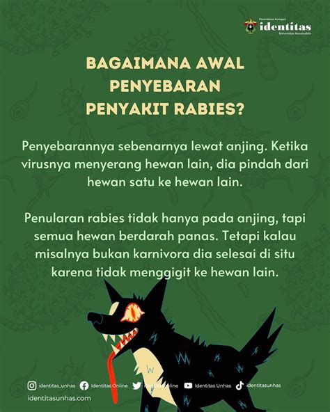 Infografis Waspada Penyakit Rabies Pada Hewan Identitas Unhas