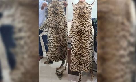 Stf Seizes Two Leopard Skins Two Held In Odisha