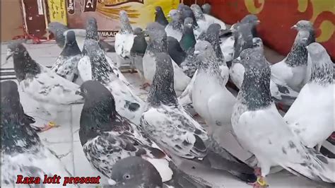 Village Pigeons Lover Kalshira Orginal Blood Kabutar Paschime In