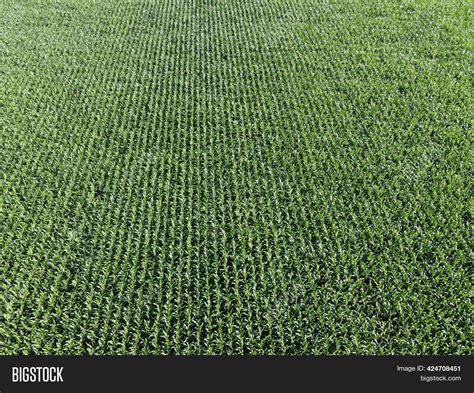 Extensive Corn Fields Image And Photo Free Trial Bigstock