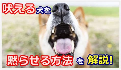 犬はなぜ吠えるのペット飼育管理士が吠える理由と黙らせる方法を解説 Harutoの豆柴 Funブログ