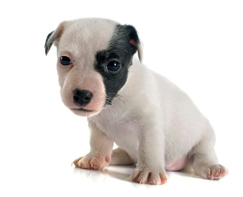 Cachorro Jack Russel Terrier Foto Premium