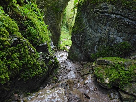 Photographs of Ebbor Gorge, Somerset, England: Moss-covered cliffs