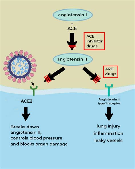 What Is The Ace2 Receptor How Is It Connected To Coronavirus And Why