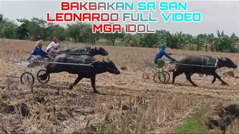 KARERA NG KALABAW FULL VIDEO DITO TAYO NAG VIRAL MGA IDOL YouTube