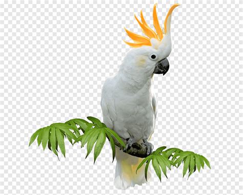 White Parrot Perching On Tree Branch Sulphur Crested Cockatoo