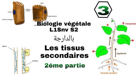 شرح بالدارجة للجزء الثاني من الدرس الأول في Biologie végétale L1 Snv s2