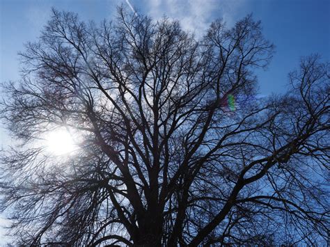 Bildet Tre Natur Skog Gren Sn Vinter Sky Anlegg Himmel Sol