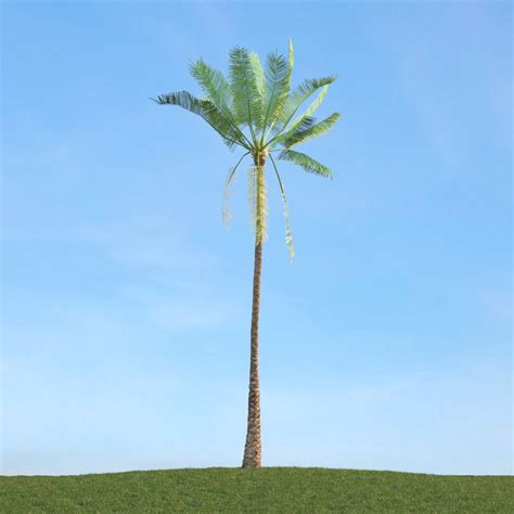 elaeis guineensis  model  trees  dmodelsorg