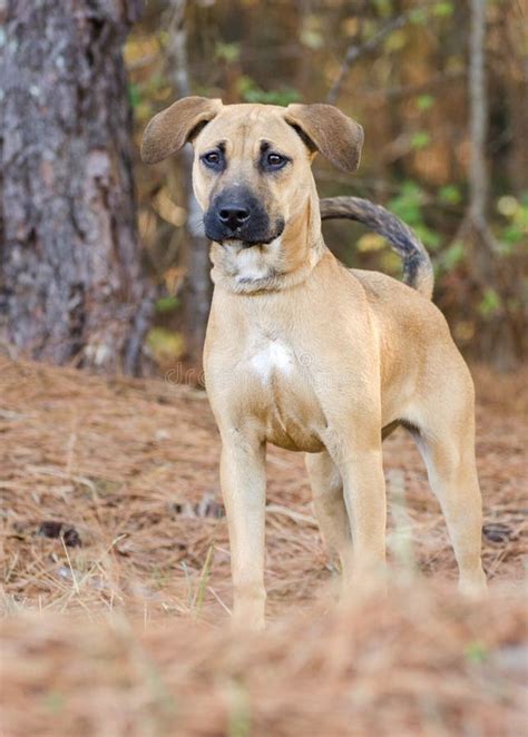 猎犬牧羊人cattledog被混合的品种狗 库存照片 图片 包括有 英镑 小狗 蓝色 狗窝 人道 85358554