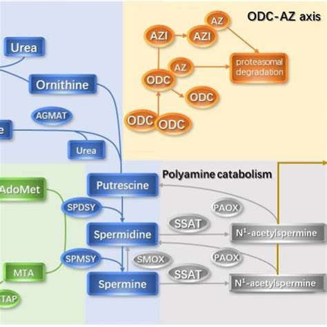 Pdf Polyamines And Related Signaling Pathways In Cancer