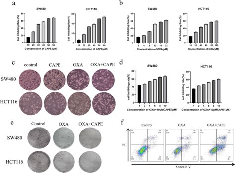 咖啡酸苯乙酯通过抑制自噬促进结肠癌奥沙利铂致敏scientific Reports X Mol