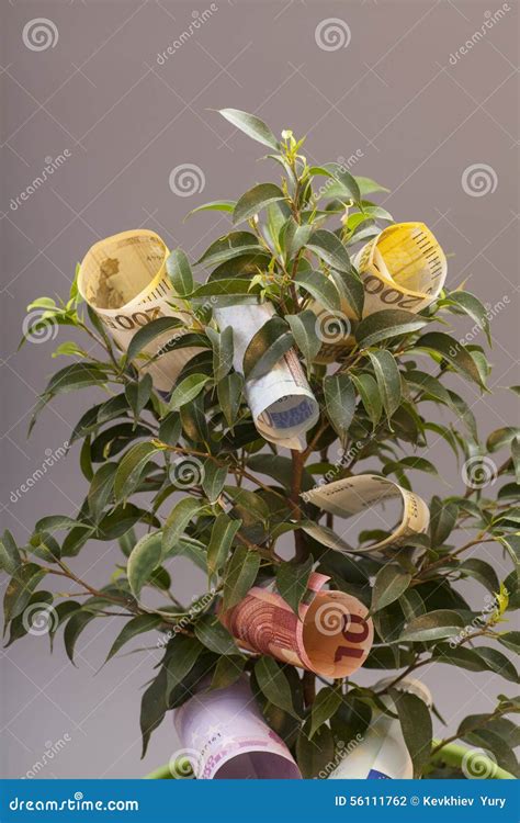 Árbol Del Dinero Con Los Billetes De Banco Euro Foto de archivo