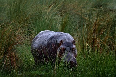 Hippo with Birds. African Hippopotamus, Hippopotamus Amphibius Capensis ...