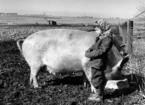 National Pig Day: See Classic Photos of Snorting Swine