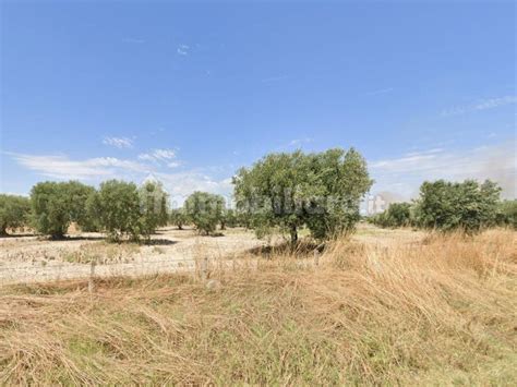 Terreno Agricolo Strada Provinciale Foggia San Marco In Lamis Foggia