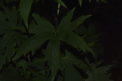 Delphinium elatum (Introduced) – eFlora of India