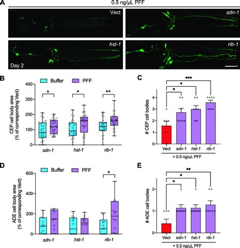 Pre Formed Fibril Pff Induced Dopaminergic Neurodegeneration Is