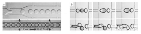 微液滴融合的控制方法 知乎