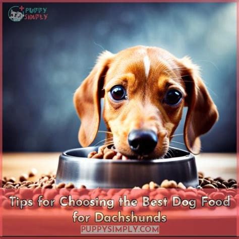 Best Dog Food For Dachshunds Top 10 Picks