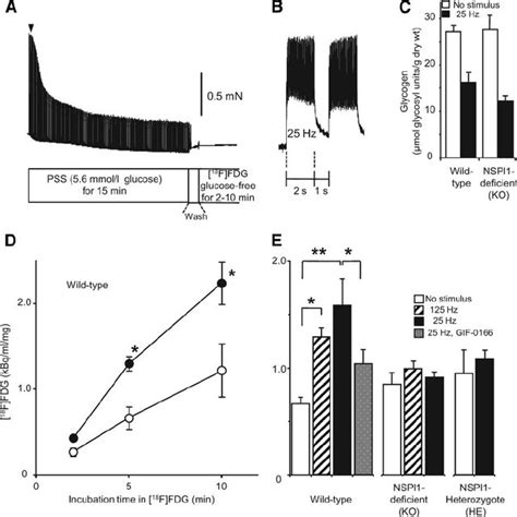 Uptake Of F Fdg In Skeletal Muscles A Experimental Protocol For