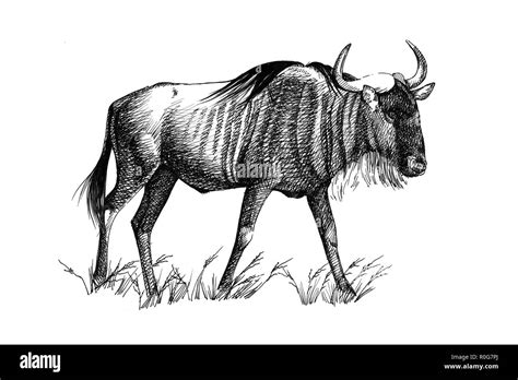 Blue Wildebeest Drawing