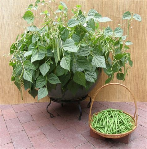 Best Green Beans To Grow In Containers Container Gardening Growing