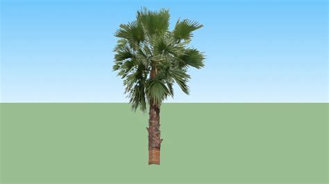 Palm Tree 3d Warehouse