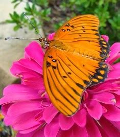 Kumaar Holidays : BEAUTIFUL BUTTERFLY SAFARI PARK - THENMALA