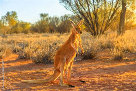 Side view of red kangaroo, Macropus rufus, standing on the red sand of ...